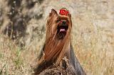 YORKSHIRE TERRIER 503